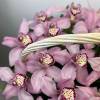 19 крупных винных орхидеи в корзине R285