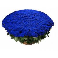Большая корзина синих роз, 301 шт. R924